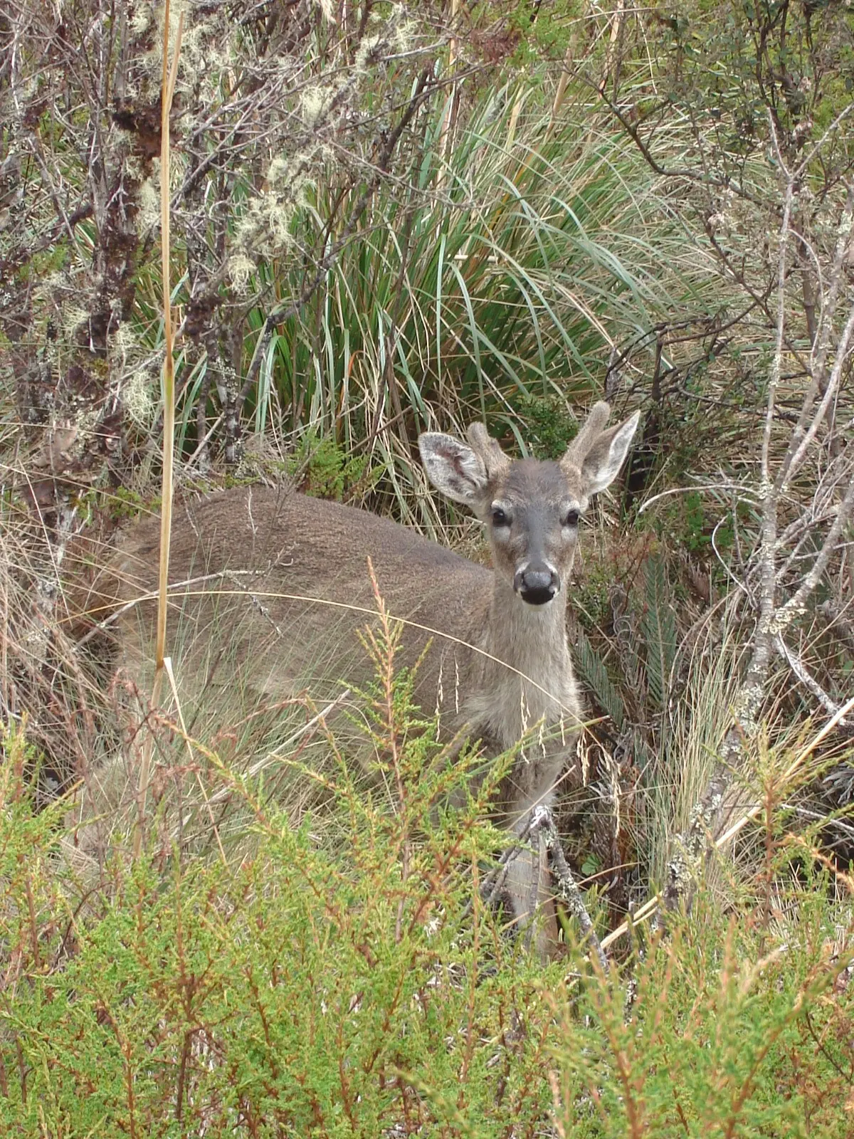 Venado de cola blanca en el páramo de la ruta 33 K