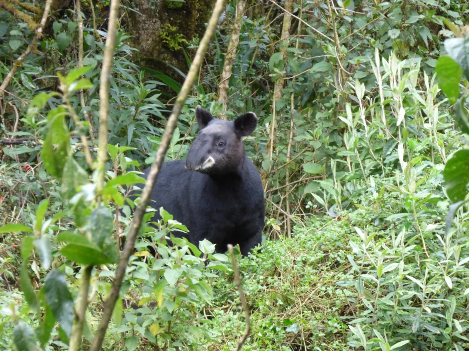 Tapir andino en el bosque de la Ruta del Tapir